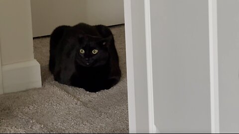 Cute Precious Piper is a Secret Agent Loaf - Adopting a Cat from a Shelter Vlog