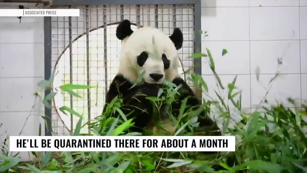 Bei Bei the panda arrives in China from Washington D.C.