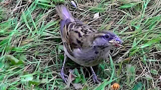 IECV NV #259 - 👀 House Sparrows Eating Bread 8-9-2016