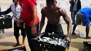 SOUTH AFRICA - Durban - Frenzy of sardine netting off Durban uShaka beach (Video) (Z8Z)