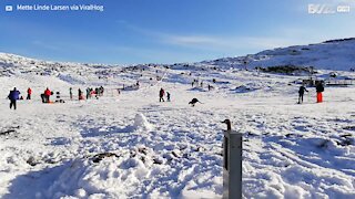 Ce kangourou se balade sur la neige en Tasmanie