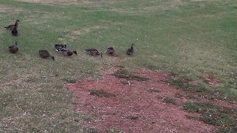 Wildlife at the pond this morning