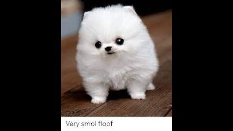 Smol floof, big awoooo