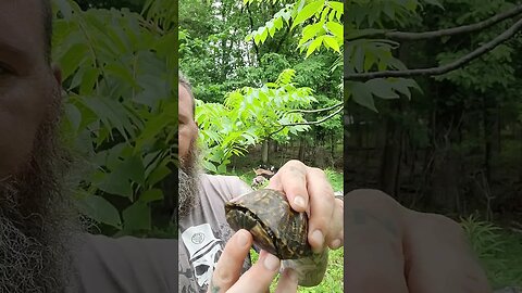 This box turtle is energetic!