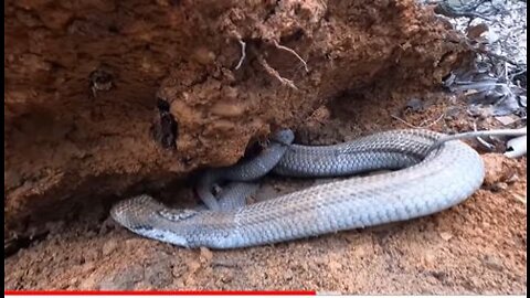 Discover: Cobra Nests Swarming Under Rotten Tree