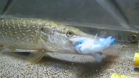 Northern pike (esox lucius) hunting and swallowing a live fish