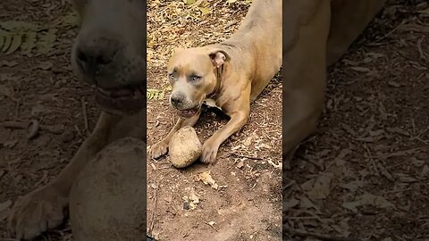 Bella guarding her new rock #shorts #pitbulldog #camping