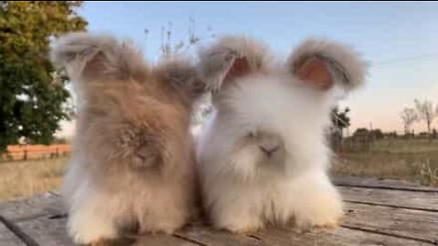 Coelhos angorá parecem verdadeiros peluches!