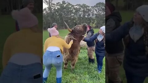 Yakety Yak! Russian Farmers Grooming their Yak listening to 'The Coasters'.