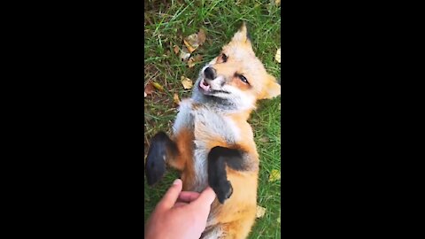 Fox's Adorable Animal Actions