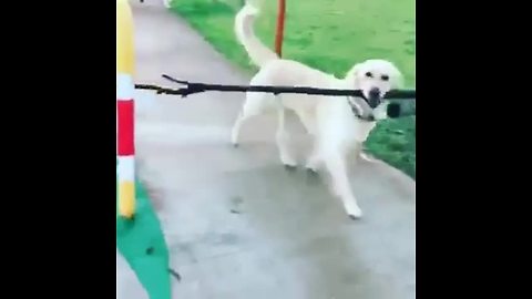 Very smart dog uses the pedestrian crosswalk