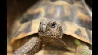 Desert tortoise sees the light