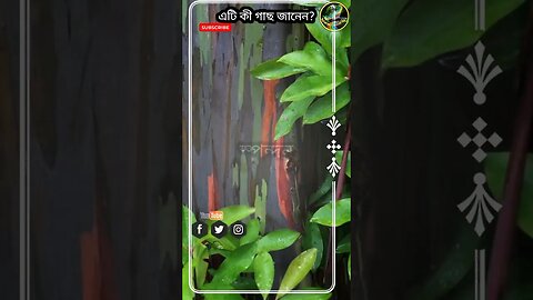 গাছগুলো রঙিন কেন জানেন?#স্পন্দন #sciencefacts #বিজ্ঞান_সম্মত_আলোচনা #trendingshorts #viral #shorts