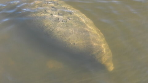 Holy Sea Cow! She's a Huge Manatee! #NatureInYourFace