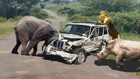 Top 10 attack | Wild animals attack car