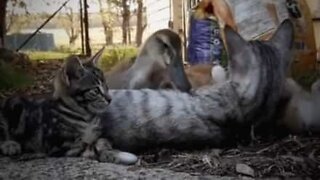 Unlikely (and adorable) friendship between an abandoned duck and... kittens