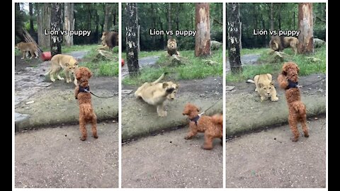 Fearless puppy try to fight with lion (LION VS PUPPY)