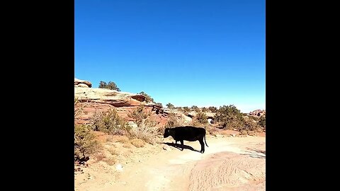 MOAB MOOSE