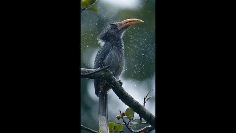 Beautiful Rainy Jungle