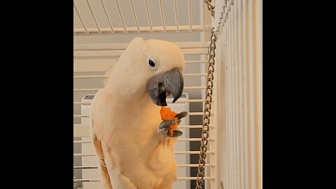 Delicious carrot! 😋 🥕 Satisfying crunch!