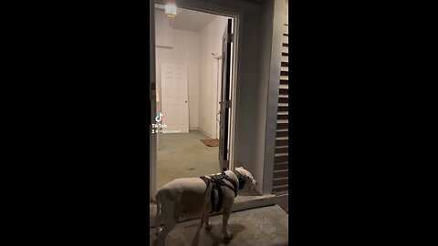 🫦bitching & complaining 🫦 Naikneesha male pit bully last walk outside