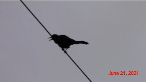 Jesus Birds Approve of Bird Montage Videos 6-21-21