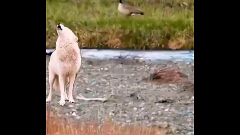 Will His Mother Save Him The Bison Calf And The Wolf