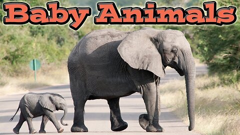 Cute Baby Animals || Kids Learning Videos