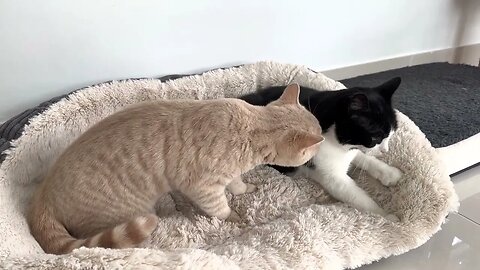 Cute Cats Fighting