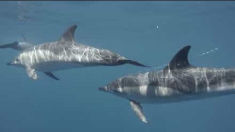 Ces dauphins chantent une symphonie sous-marine