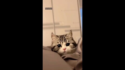 Beautiful funny cats |faizanmirza| 2023 #shorts #viral #ytshorts #beautifulcats #cats #cat