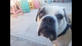 An American Bulldog has his patience tested at dinnertime