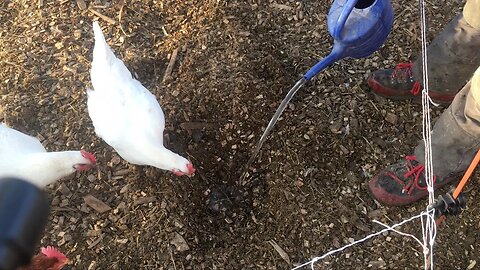 This Chicken Breed Will Blow Your Mind