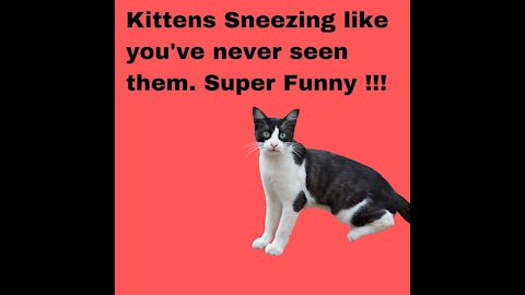 Kittens Sneezing like you've never seen them. Super Funny !!! MORRI OF LAUGHING