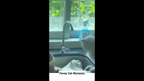 funny cats movement😂 do u have a cat in your house🤪