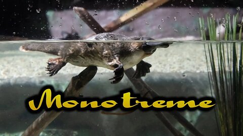 Monotreme