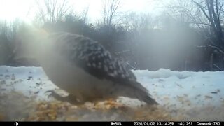 Female Red Bellied Woodpecker