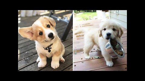 Would you be my friend 🥹🌹 #puppy #goldenretriever #puppyvideos #dog #dogs