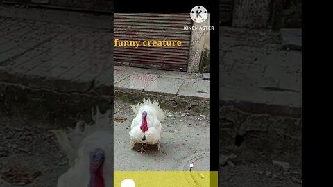 funny creature #photoediting #video