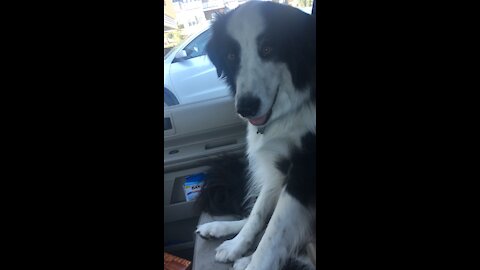 Dog Riding Shotgun Enjoying A/C!