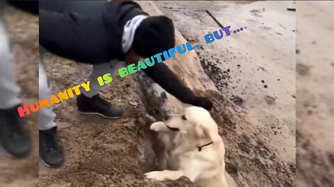 Funny | viral | podcast |animals | Humanity is beautiful, but...🤣🤣🤣