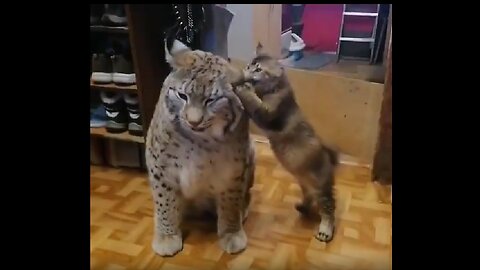 They want to spend time with lynx.