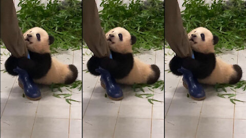 Baby panda glued to the zookeeper dragging her around