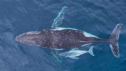 A Baby & Mother Humpback Whale 🐳 Rare Footage