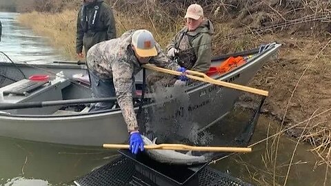 The State of Steelhead with Scott Amerman and Bob Kratzer!