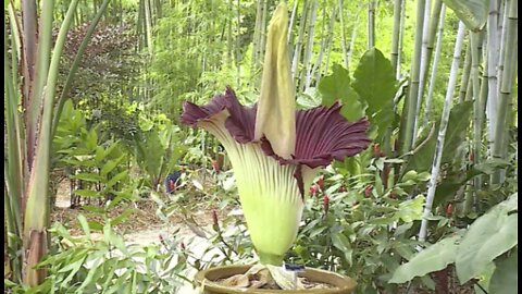 Rare, smelly 'corpse flower' blooms at Tropical Bamboo Nursery & Gardens