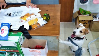 Jack Russell picks out favorite toy at the store