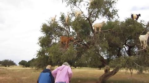 Nature-Loving Goats Enjoy Spending Their Time In Trees