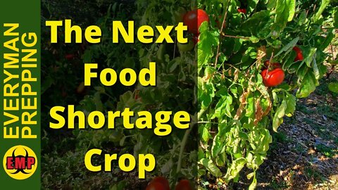 You Are Growing Money Not Tomatoes - Tomatoes are the Next Food Shortage Crop.