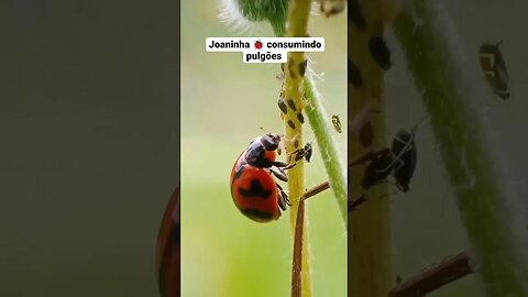 Coccinellidae é uma família difundida de pequenos besouros #ekological #sustentabilidade